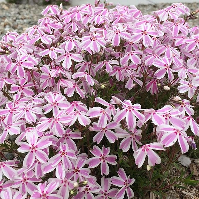 1200+ Creeping Phlox Seeds for Planting - Annual Phlox Seeds Perennial Ground Cover Plants for Home Garden Outdoor