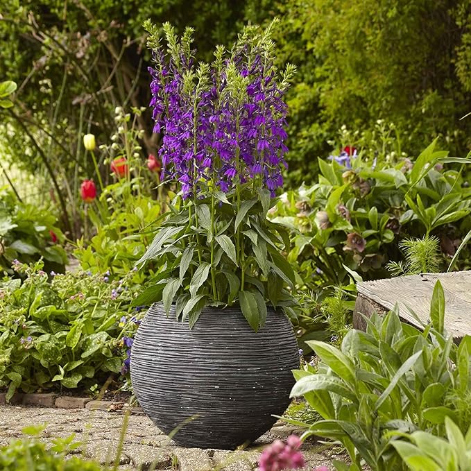 Eden Brothers Lobelia Seeds - Starship Blue