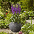 Eden Brothers Lobelia Seeds - Starship Blue