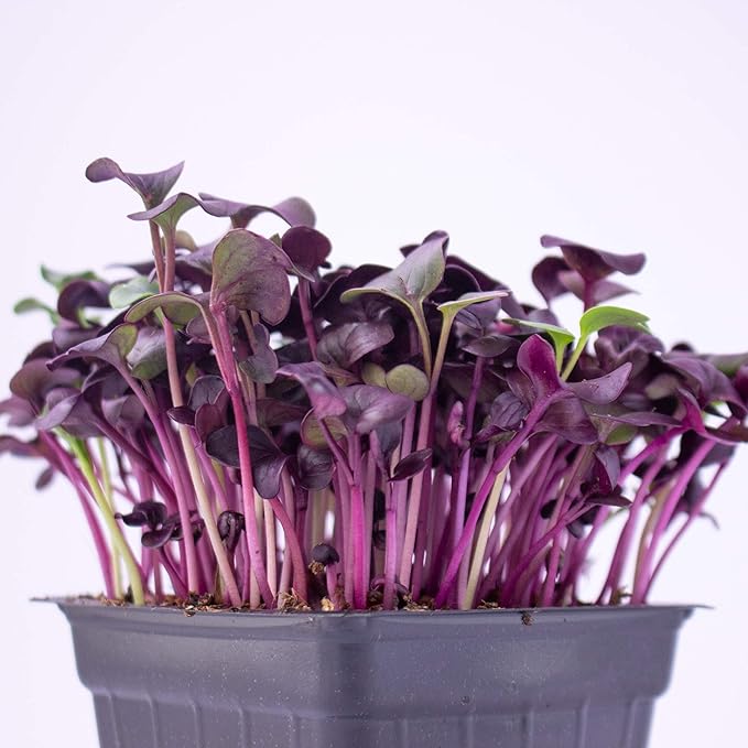 Purple Radish Microgreens Seeds - 1 Lb ~42,800 Seeds - Premium, Non-GMO - for Growing Micro Greens - Raphanus sativus