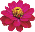 Park Seed Zinnia Seeds, Planting Flowers, Easy to Grow, Non-GMO, Perfect for Spring Garden, Profusion Double Hot Cherry, Pack of 25