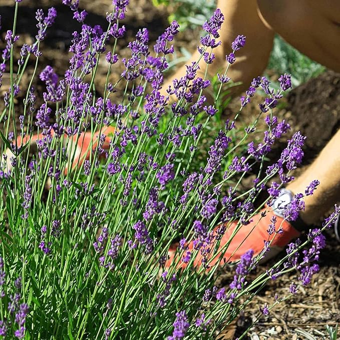 2000+ PCS Premium English Lavender Seeds Non-GMO Herb Seeds Wildflower Seed for Planting Indoor Outdoor High Germination Plant Flower Seeds