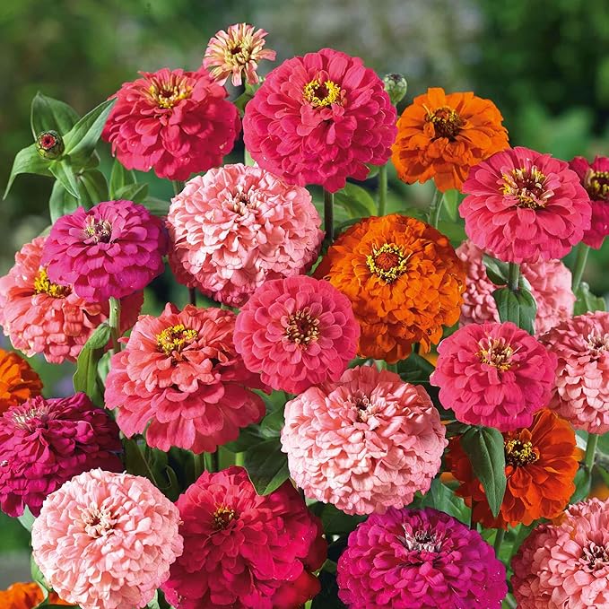 Eden Brothers Zinnia Seeds - Pulcino Mix, Non-GMO Seeds for Planting, 1 oz | Low-Maintenance Flower Seeds, Plant During Spring, Zones 3, 4, 5, 6, 7, 8, 9, 10