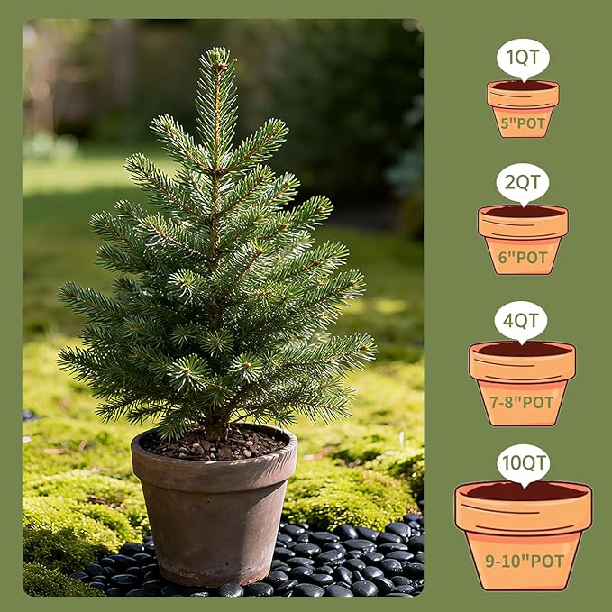 Premium Bonsai Soil 10qt- Aerated & Fast-Draining for Bonsai Pots, Promotes Healthy Growth