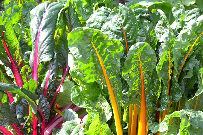 TKE Farms & Gardens - Rainbow Swiss Chard Seeds for Planting, 175+ Heirloom Non-GMO Seeds, Vibrant Mix of Red, Pink, Gold and Green Stems, Sweet Tender Leaves, Nutritious, Easy-to-Grow Garden Favorite