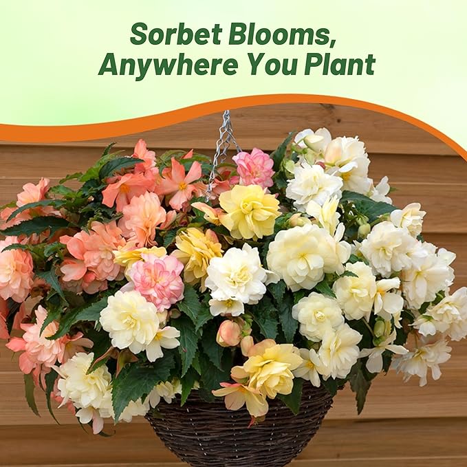 Outsidepride Sorbet Limitless Begonia Seeds for Planting - 50 Pcs Perennial Flower Seeds with Large Blooms, Arching & Pendulous Growth Habit, for Containers, Hanging Baskets, or Landscape Plantings