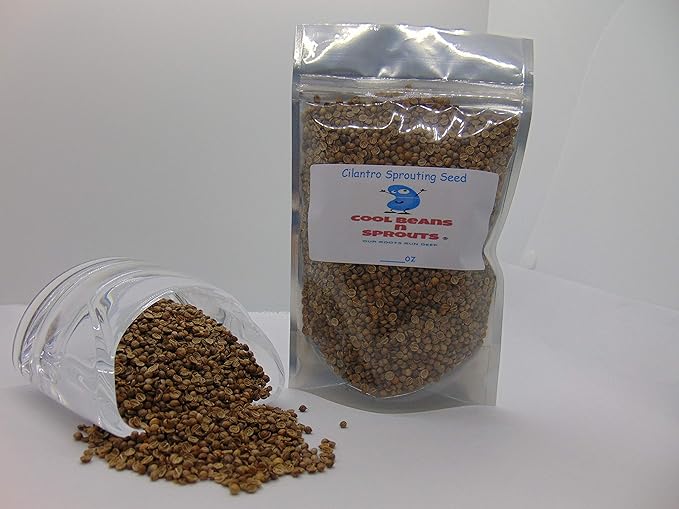 COOL BEANS n SPROUTS" Brand, 4 Ounce Cilantro Seed for Microgreen Seed Sprouting and Home Gardening. All Seeds are from The U.S