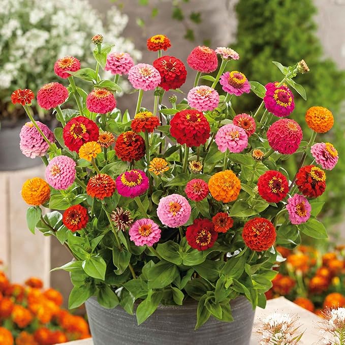 Eden Brothers Zinnia Seeds - Sprite Mix, Non-GMO Seeds for Planting, Packet | Low-Maintenance Flower Seeds, Plant During Spring, Zones 3, 4, 5, 6, 7, 8, 9, 10
