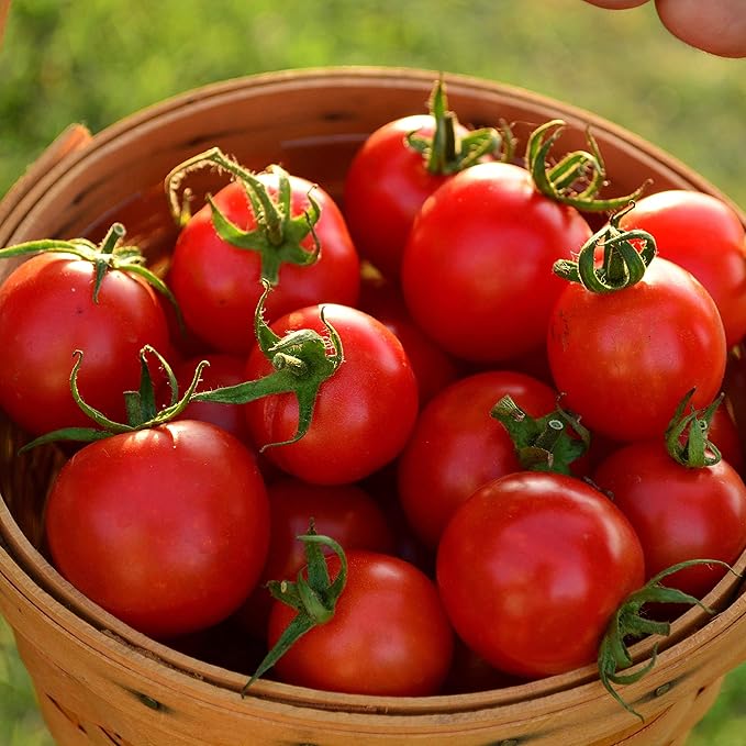 Tommy Toe Tomato - 50 Seeds - Rare Heirloom Cherry Tomato, Open-Pollinated Variety, Non-GMO Large Red Cherry Tomato Seeds for Planting in The Home Garden, Thresh Seed Company