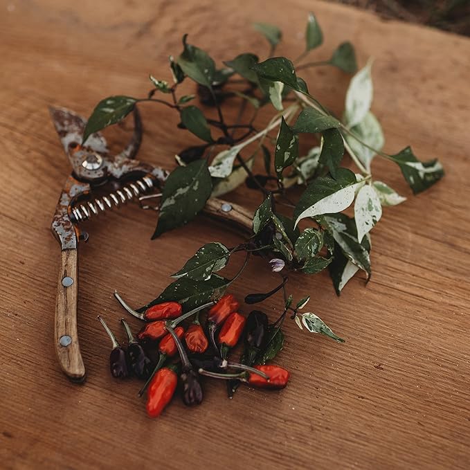 Jigsaw Variegated Hot Chili Pepper - 10 Seeds - Rare Purple Heirloom Chile Variety, Non-GMO Vegetable Seeds for Planting in The Home Garden, Thresh Seed Company