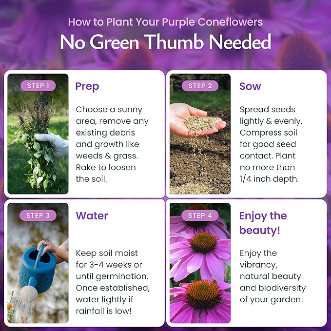 Created by Nature Purple Coneflower Seeds, 3,800 Perennial Flower Seeds, Deer-Resistant Perennial Wildflower Seeds