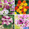 300+ Rare Dwarf Mix Cosmos Seeds for Planting-Cupcake Cosmos Seed-Non-GMO Heirloom for Home Outdoor Garden