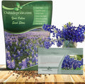 Outsidepride Texas Bluebonnet Seeds - 500 Pcs Annual Lupinus Texensis, Heirloom Quality, Drought-Tolerant Wildflower Seeds w/Blue Blooms for Vibrant Spring Displays, Landscape, & Attracts Pollinators