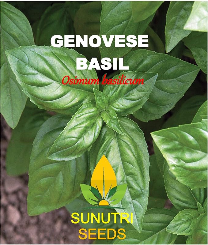 Basil Seeds, Genovese, 250+ Heirloom, Non GMO Seeds, Ocimum basilicum.