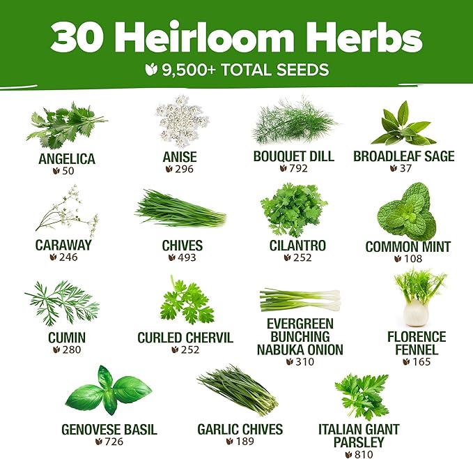 HOME GROWN Italian Basil Seeds 1,424+ & 30 Herb Seeds Pack 9,500+ – 𝗡𝗢𝗡-𝗚𝗠𝗢 USA Heirloom Seeds for Indoor/Outdoor Planting – Perfect for Culinary & Hydroponic Gardens