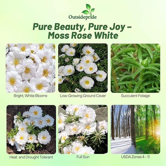 Outsidepride White Moss Rose Seeds - 10000 Pcs Annual, Drought & Heat Tolerant, Pollinator Friendly Ground Cover Seeds for Planting w/Vibrant Blooms & Succulent Foliage, Ideal for Xeriscaping