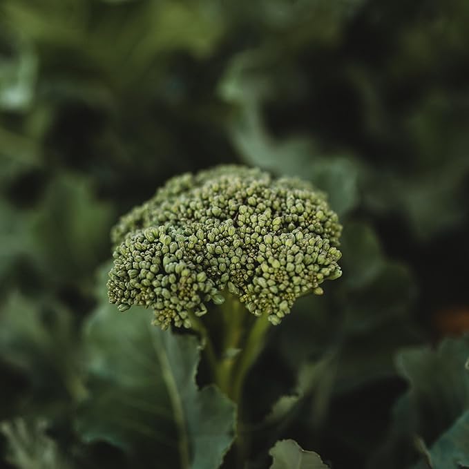 Waltham 29 Broccoli - 100 Seeds - Heirloom Broccoli Variety, Sweet & Tender Florets, Non-GMO Broccoli Seeds for Planting in The Home Garden, Thresh Seed Company
