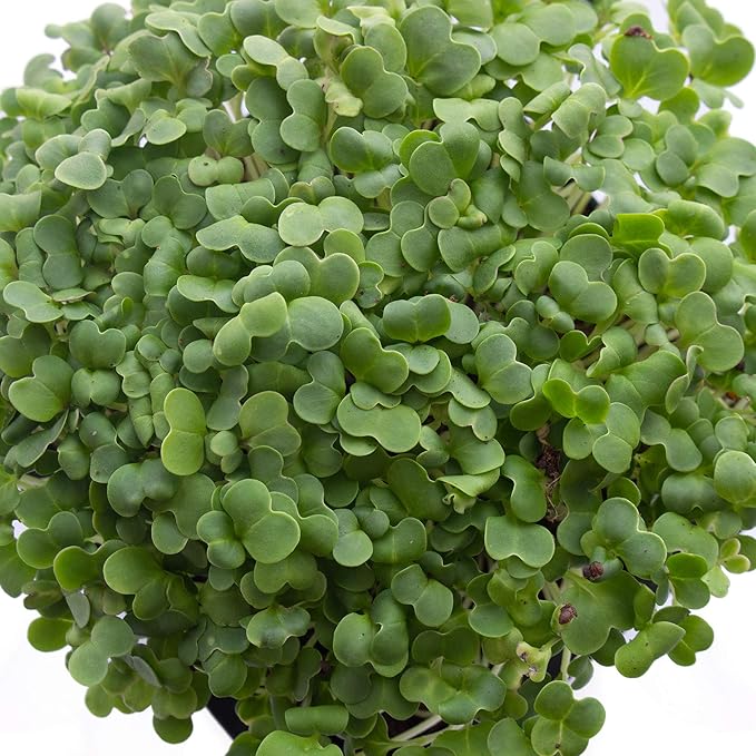 White Stem Pak Choi Cabbage Seeds: 1 Lb - Non-GMO Chinese Pakchoi Sprouting Seeds - Microgreens, Vegetable Gardening