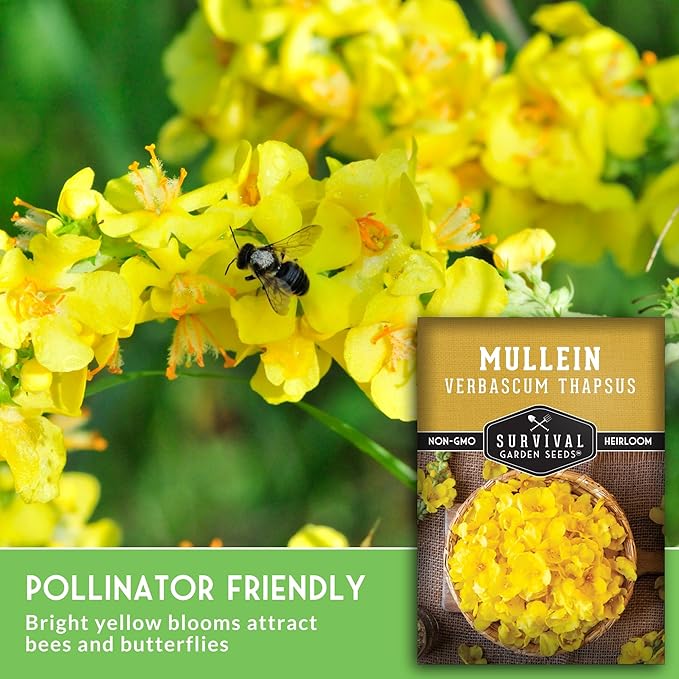 Mullein Seeds for Planting - Verbascum Thapsus Medicinal Biennial Herb with Tall Yellow Flowers - Heirloom Non-GMO Open Pollinated Pollinator Friendly - Survival Garden Seeds (5 Pack)