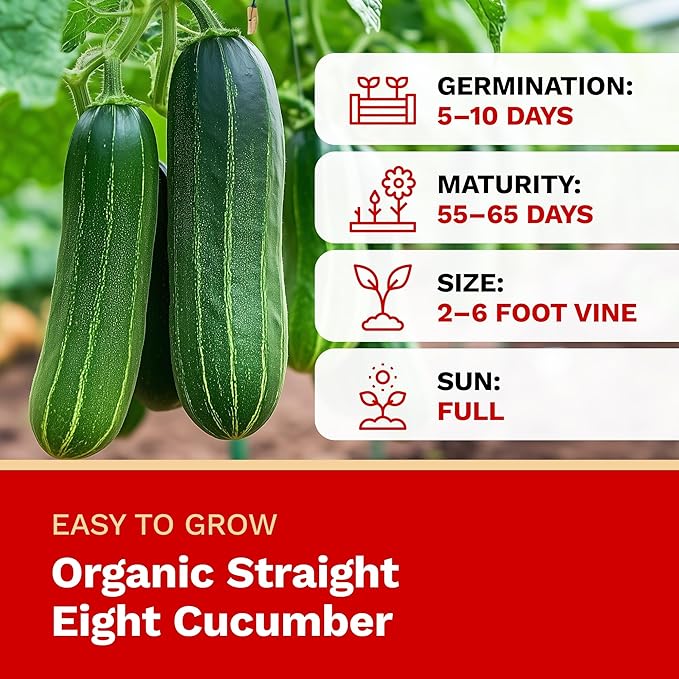 The Harvest Company Organic Seeds Collection – USDA Certified, Non-GMO, Open-Pollinated for Indoor & Outdoor Planting (Organic Straight Eight)
