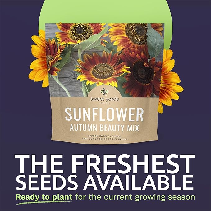 Autumn Beauty Sunflower Seeds – Extra Large Packet – Over 1,400 Open Pollinated Non-GMO Wildflower Seeds – Helianthus annus – Beautiful Shades of Gold, Bronze, Yellow, and Purple