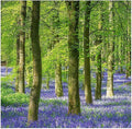 50 English Bluebell Bulbs - Hyacinthoides Non-scripta, Classic Woodland Spring Flowers, Ideal for Naturalizing and Shade Gardens