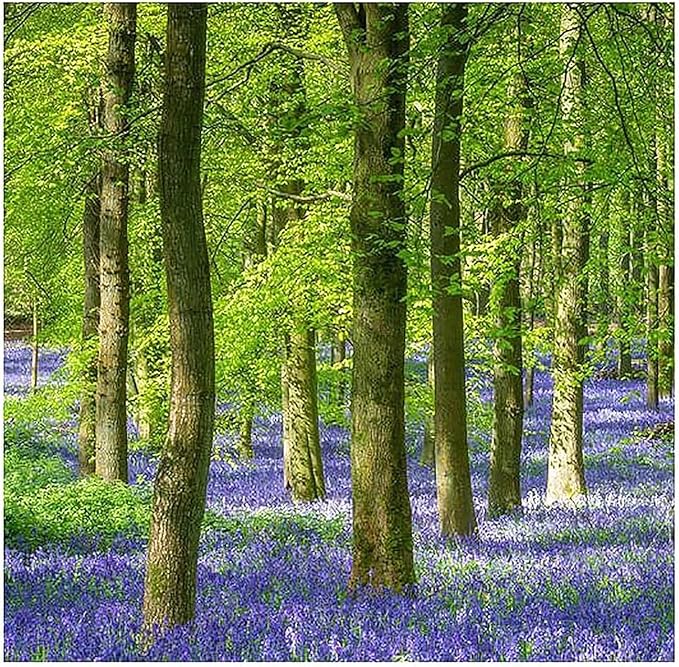 50 English Bluebell Bulbs - Hyacinthoides Non-scripta, Classic Woodland Spring Flowers, Ideal for Naturalizing and Shade Gardens