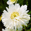 Easy to Grow Anemone Mount Everest 20 Plant Bulbs - Double White Flowers in Spring, Full Sun