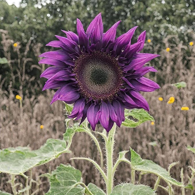100 Pcs Rare Purple Sunflower Seeds Beautiful Flower for Planting Outdoors Home Garden Decor