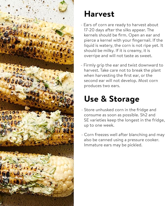 Burpee Sweetness Sweet Corn Seeds 200 seeds