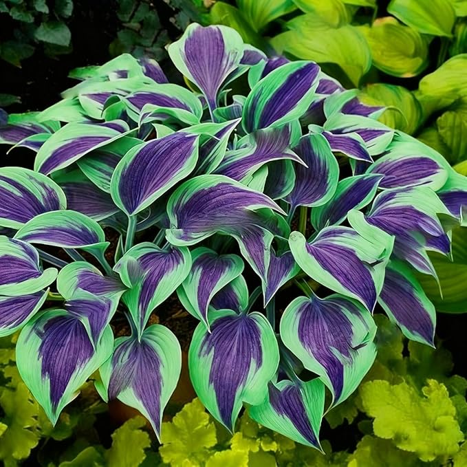 300PCS Hosta Seeds for Planting – Shade-Loving Perennial Foliage Plant – Ideal for Shady Gardens, Borders & Ground Cover Landscaping