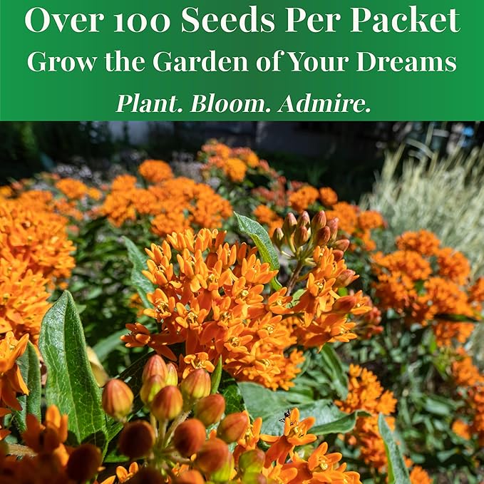 TKE Farms & Gardens - Butterfly Milkweed Seeds for Planting, 100+ Heirloom Non-GMO Seeds, Grow Vibrant Orange Flowers That Attract Monarch Butterflies, Easy Instructions Included, 1 Packet