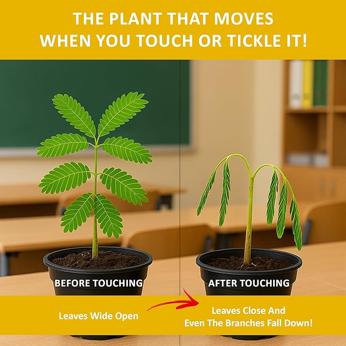TickleMe Plant Seeds for Indoor Planting (2-Pack) – Unique Stocking Stuffer Idea | Leaves Close When Touched, Reopen in Minutes – Easy Indoor House Plant Seeds, Can Flower, Includes 10 Fun Activities