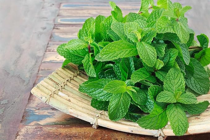 Seeds4planting - Seeds Mint (Peppermint&Spearmint) Non GMO Heirloom 1000 Seeds