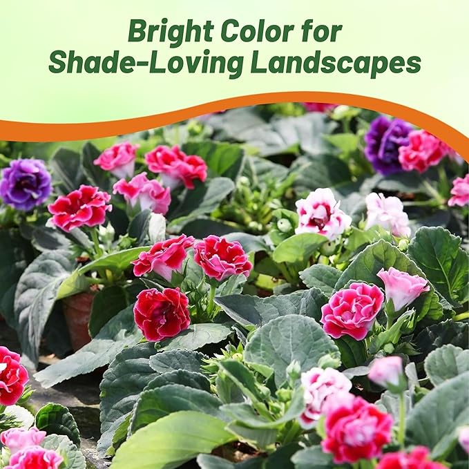 Outsidepride Gloxinia Seeds - 50 Pcs. Perennial, Easy to Grow & Low Maintenance, Flower Seeds for Planting Floriferous, Vibrant Mixed Blooms, Great for Shaded Gardens & Cut Flower Arrangements