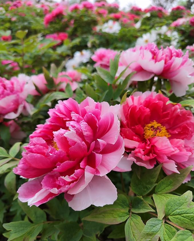 Mixed Colors Peony Flower Seeds Double Garden Plant Flower Bloom Rare Exotic Beautiful Perennial Bonsai Plant Garden 20pcs