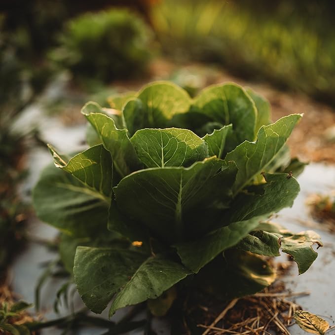 Little Caesar Mini Romaine Lettuce - 500 Seeds - Crunchy & Flavorful Baby Romaine Lettuce, Great for Containers, Non-GMO Heirloom Lettuce Seeds for Planting in The Home Garden, Thresh Seed Company