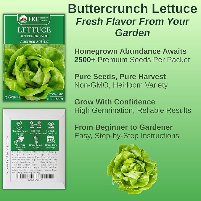 TKE Farms & Gardens - Buttercrunch Lettuce Seeds for Planting, 2500+ Seeds, Heirloom, Non-GMO, 3 Grams, Indoor & Outdoor Gardens, Butterhead Lettuce (Lactuca Sativa), Growing Instructions Included
