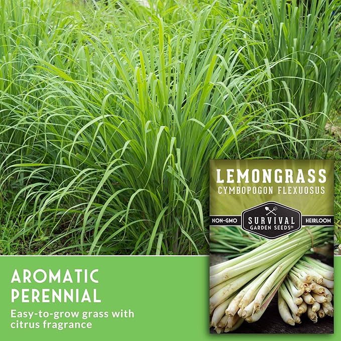 Lemongrass Seeds for Planting - Lemon Scented Asian Lemongrass for Your Home Vegetable Garden - Heirloom Non-GMO Open-Pollinated - Survival Garden Seeds (1 Pack)