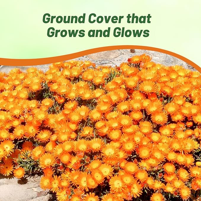 Outsidepride Gelato Orange Ice Plant Seeds - 10000 Pcs Perennial, Drought Tolerant Ground Cover Seeds for Planting Vibrant Trailing Blooms, Ideal for Sunny Gardens & Xeriscape Landscaping