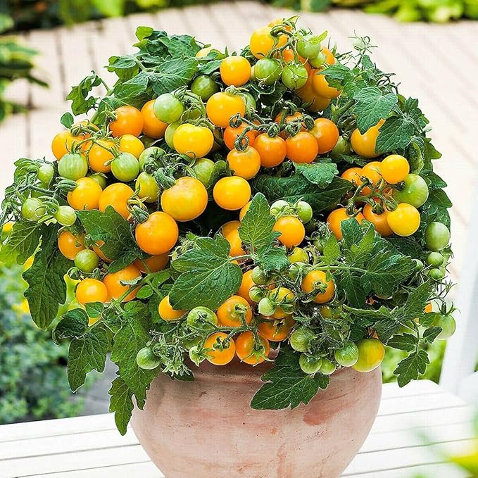 MOCCUROD 100 Seeds Indoor Cherry Tomato Dwarf Red and Yellow Tomato Rare Vegetable Heirloom Seeds