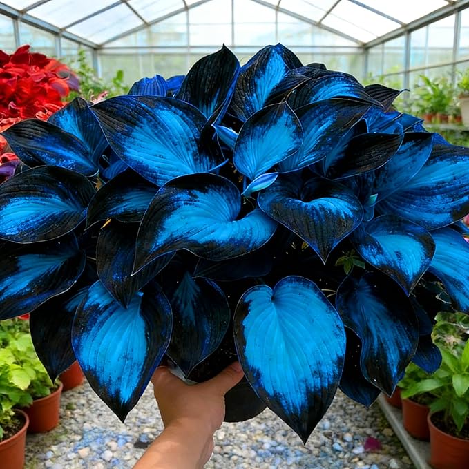 Hosta Seeds for Planting, 290+pcs Rare Perennial Hosta Flower Seeds Plants, Non-GMO Heirloom Long Blooming Plants Shaded Entry Pathway Rare Flowers for Garden Outdoors