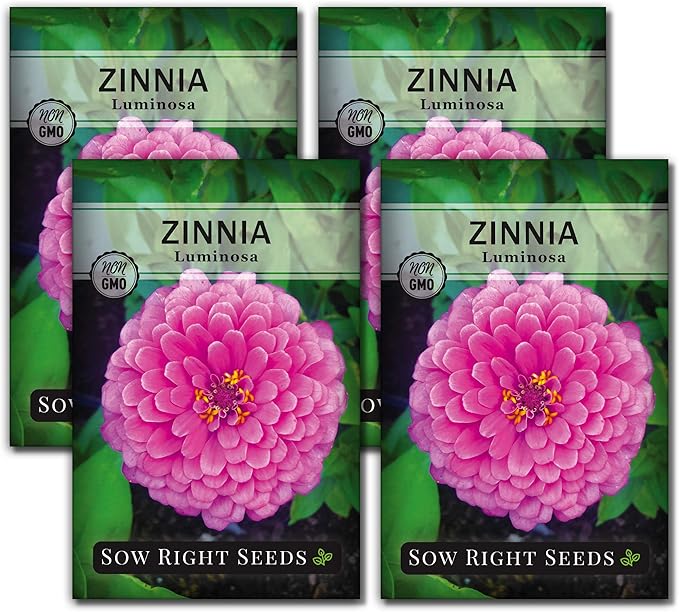 Sow Right Seeds - Luminosa Zinnia Flower Seeds for Planting - Non-GMO Heirloom Packet with Instructions to Grow - Heat & Drought Resistant - Huge Pink Blossoms - Beautiful to Plant in Your Garden (4)