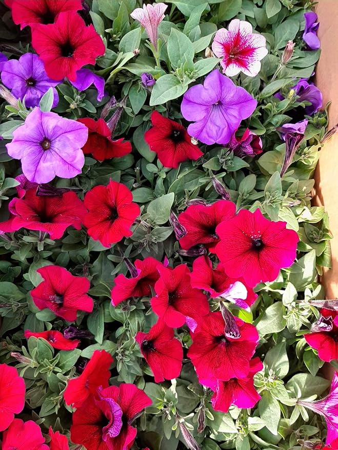 KIRA SEEDS - Seeds Petunia Triumph Rainbow Mix - Annual Flowers for Planting - GMO Free