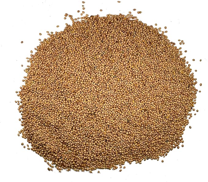 Seed Needs Clover Seeds Crimson Clover Ground Cover | 12,000+ Seeds Trifolium Incarnatum Annual Flower | Bulk Resealable Pounch of Clover Seed | Blooms Attract Pollinators