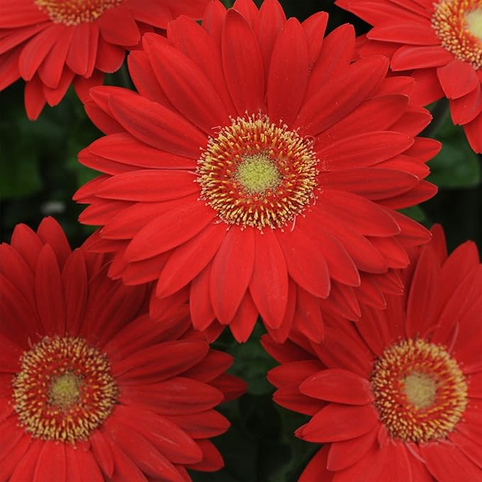Outsidepride Red Gerbera Seeds - 20 Pcs Perennial, Compact & Low Maintenance, Flower Seeds for Planting w/Mounding Foliage & Vibrant Red Blooms, Ideal for Garden Landscaping & Cut Flower Arrangements