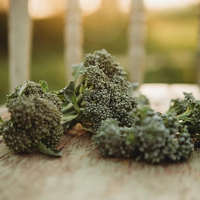 Di Cicco Broccoli (De Cicco)- 100 Seeds - Heirloom & Open-Pollinated Variety, USA-Grown, Non-GMO Vegetable Seeds for Planting Outdoors in The Home Garden, Thresh Seed Company