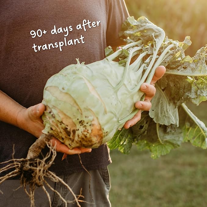 Superschmelz Giant White Kohlrabi - 150 Seeds - Heirloom Kohlrabi Variety, Large, Tender Bulbs, Non-GMO Heirloom Kohlrabi Seeds for Planting in The Home Garden, Thresh Seed Company