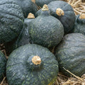 Hubbard Anna Swartz Winter Squash Seeds - 1 Oz ~175 Seeds - Non-GMO, Heirloom - Vegetable Garden - Cucurbita Maxima