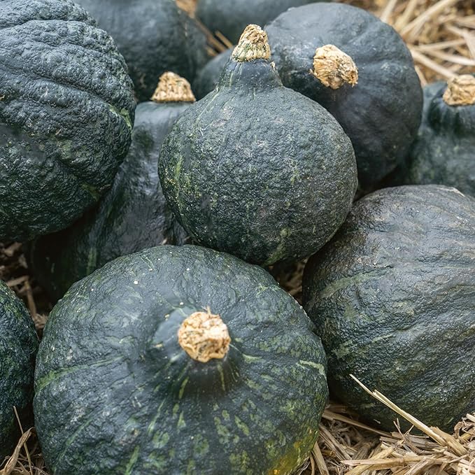 Hubbard Anna Swartz Winter Squash Seeds - 1 Oz ~175 Seeds - Non-GMO, Heirloom - Vegetable Garden - Cucurbita Maxima